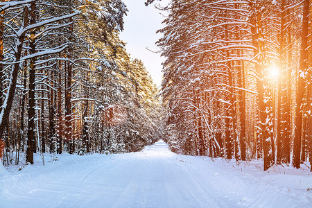 太阳雪汽车道路穿过白雪覆盖的松树冬季森林 路边的松树和阳光透过它们照耀着林地松林景观运输小路晴天季节国家木头树干背景