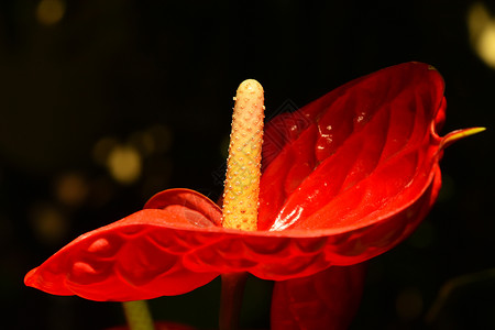 特写一朵红色花植物附生植物学黄色热带花头花序背景图片