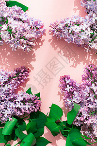 粉红色的 copyspace 背景上的淡紫色分支 开花的分支墙纸花园脆弱性紫色紫丁香植物群花束季节横幅紫花背景图片