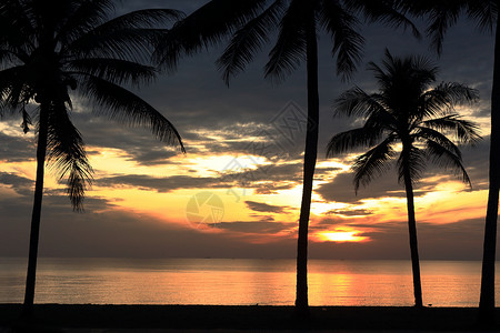 一套图片集日出和椰子树椰子太阳海岸线天空大太阳异国热带棕榈情调旅行背景图片