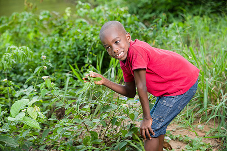 幼童在灌木丛中摘花孩子阳光屏幕螺柱青菜童年乐趣草地公园背景图片