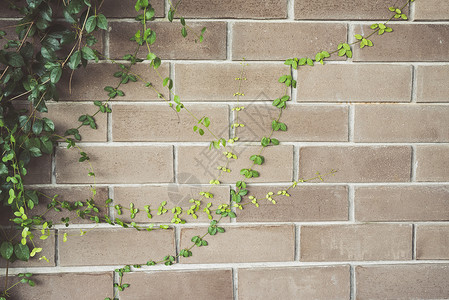抽象植物墙登山者花园爬行者植物群藤蔓棕色黄色叶子墙纸风格背景图片
