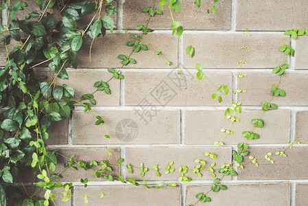 抽象植物墙环境藤蔓墙纸叶子登山者黄色生长爬行者场景绿色背景图片