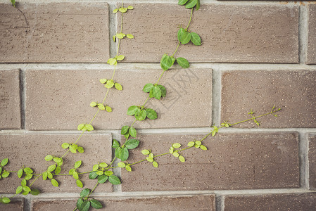 抽象植物墙棕色装饰藤蔓生长风格叶子墙纸美丽植物群房子背景图片