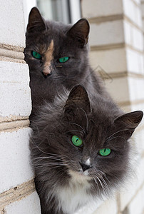 两只绿特写两只灰色毛猫 绿眼坐在窗户上背景