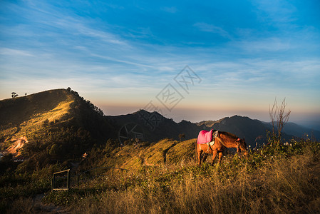 马古拉山上骑马的马自由团体宠物日落草地蓝色小马旅行天空马术背景