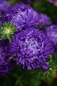 紫小马形的星象 与其他花朵相近叶子花园园艺植物群绿色紫色脆弱性花瓣褪色雏菊背景