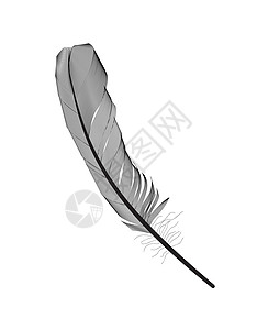 羽毛黑色在矢量图中绘制的黑鸟羽毛白色翅膀黑色鹅毛笔绘画插图艺术插画