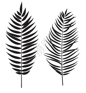 棕榈树叶黑色有条纹的白色的高清图片