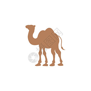 骆驼图标矢量图白色驼峰异国卡通片哺乳动物插图旅行棕色太阳野生动物插画