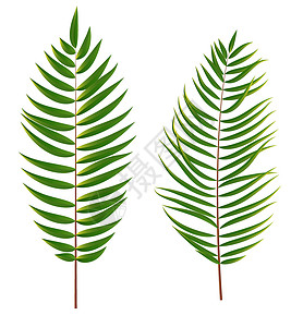 孤立在白色背景上的棕榈树叶剪影衬套动画片森林艺术框架插图热带绿色植物黑色背景图片