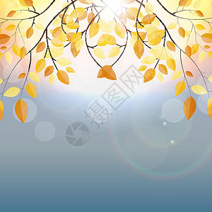 闪亮的秋天自然树叶背景 它制作图案矢量亮度插图植物金子卡片橙子感恩框架绘画叶子背景图片