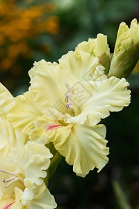盛开的唐菖蒲花的夏天高清图片