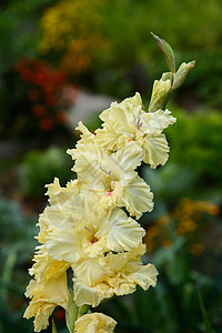 详细的雌蕊和雄蕊的唐菖蒲花序宏观花束植物学花园花瓣植物微距杂交种摄影植物群背景