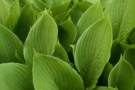 耳属植物花园里的玉簪属植物 特写绿叶背景公园园丁生长园林植物学阴影天空豆芽场地环境背景