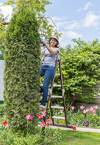 花园修剪在花园工作郁金香园艺楼梯花店剪刀种植女性享受自然草地背景