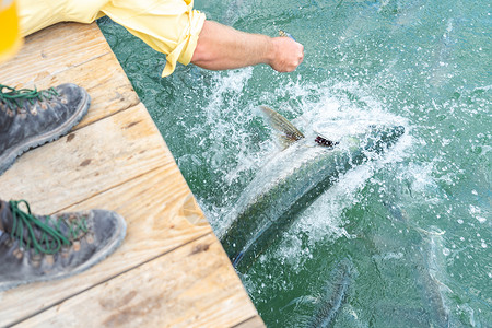 从码头亲手用小鱼和小鱼喂大鱼动物花园男人水产喂养波纹男性旅行橙子水族馆背景图片