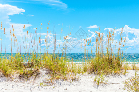 沙滩草阳光明媚的沙滩 沙丘和蓝天空太阳甘蔗海岸线闲暇海洋海岸植物海景天空旅行背景