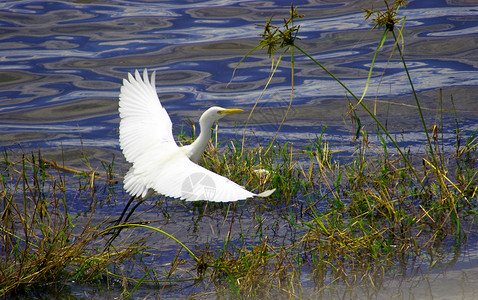 白人Egret在湿地寻找食物荒野打猎动物群池塘动物野生动物苍鹭苍蝇绿色白色背景图片
