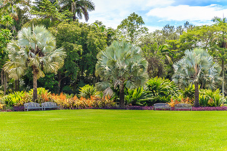 花园园衬套叶子园林绿地美化公园院子手掌植物大厦背景图片