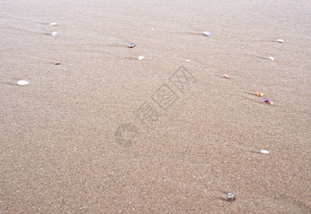 beac 上的砂砾表面和碎壳的小碎片背景图片