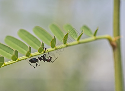 黑蚂蚁在植物尾附上红头的黑炭蚂蚁紧贴细节背景