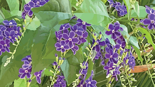 马鞭草科自然界中的紫色杜兰塔直立花勃起热带花瓣花园园艺蓝色摄影季节植物植物群插画