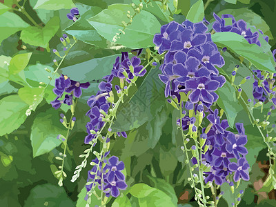 花园摄影自然界中的紫色杜兰塔直立花热带园艺背景勃起灌木摄影植物群植物学露珠季节插画