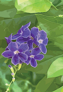马鞭草科自然界中的紫色杜兰塔直立花植物摄影园艺蓝色花瓣叶子季节勃起背景天花插画