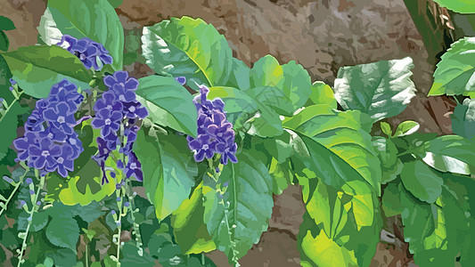 勃起的自然界中的紫色杜兰塔直立花季节园艺植物群蓝色天花紫花植物勃起灌木露珠插画