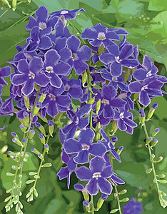 虎耳草科植物自然界中的紫色杜兰塔直立花园艺背景天花蓝色植物学花瓣叶子露珠植物灌木插画