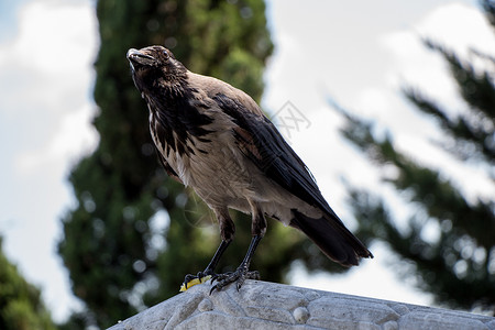 乌鸦属中的蒙面乌鸦羽毛翅膀动物群荒野杂食性生物学猎物皇冠黑色野生动物背景