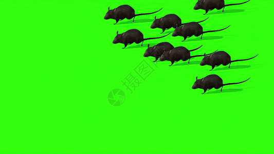 大象老鼠3d 插图绿色屏幕上的可爱灰色老鼠耳朵哺乳动物鼻子色度动物爪子晶须尾巴毛皮宠物背景