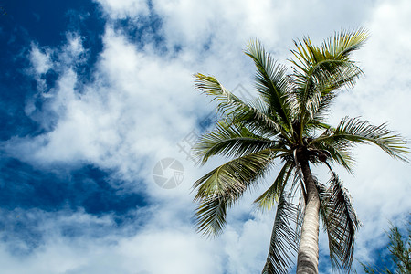 望向椰子树下的天空阳光太阳绿色叶子季节场景棕榈植物背景图片