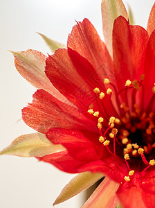 红花仙人掌盆栽红色微妙的花瓣 有青春仙人掌花毛盆栽圆形红花宏观沙漠植物群植物图案制品植物学背景
