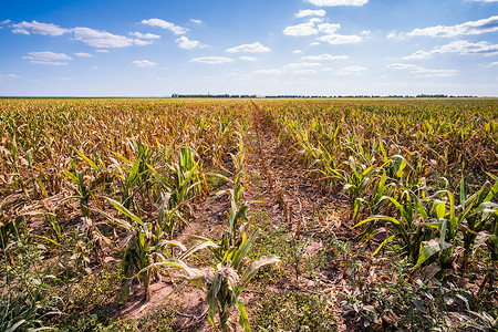干旱种植园能源场地天气农村农业植物风光耕地谷物背景图片