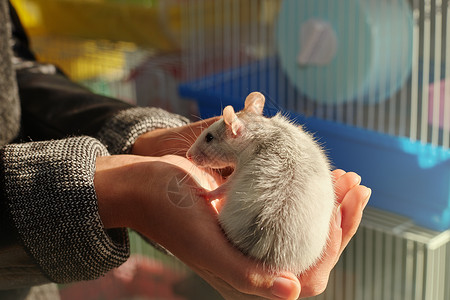 咆哮小老鼠图标手上拿着老鼠的手毛皮爪子图标乐趣蓝色哺乳动物野生动物婴儿饺子动物背景
