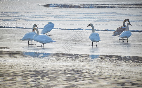 越冬冬日 一群白天鹅站在冰面上 与水面对冲背景