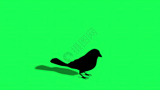 3d 插图  麻雀环影绿屏绿色男性农业屏幕宠物动物群小鹅飞行生物动物背景图片