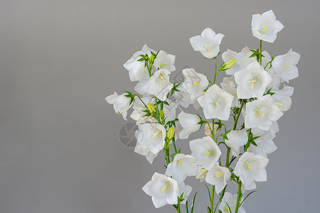 灰色背景的花铃束花背景图片