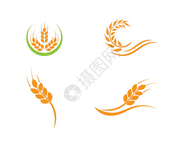 小麦标志模板农场收成金子面包食物插图生长谷物耳朵麸质背景图片