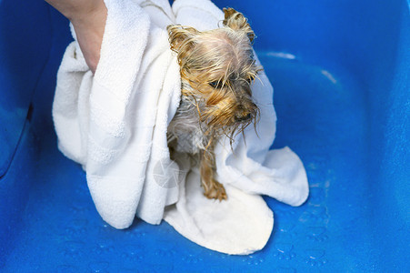 湿狗淋浴小猎犬高清图片