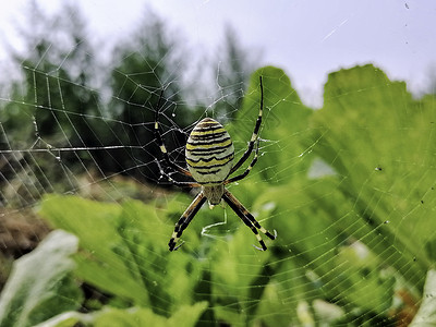 微距蜘蛛特写 蜘蛛在野外织网 有毒的野生蜘蛛野生动物猎物衬套宏观危险腹部网络蜘蛛网叶子条纹背景图片