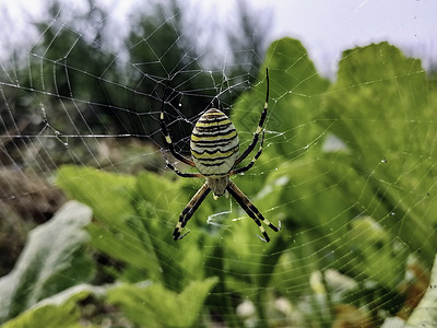 微距蜘蛛特写 蜘蛛在野外织网 有毒的野生蜘蛛条纹衬套网络花园寡妇猎物危险宏观蜘蛛网动物背景图片