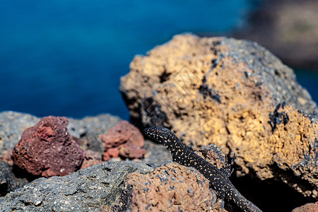 靠近熔岩石上方的filfola蜥蜴或马耳他壁蜥蜴荒野石头尾巴野生动物爬虫气候绿色地形冷血干旱背景图片
