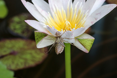 花粉携带磨损飞虫有尖锐的钩子般的腿 粘在莲花瓣上 拒绝坠落 导致自己死亡背景