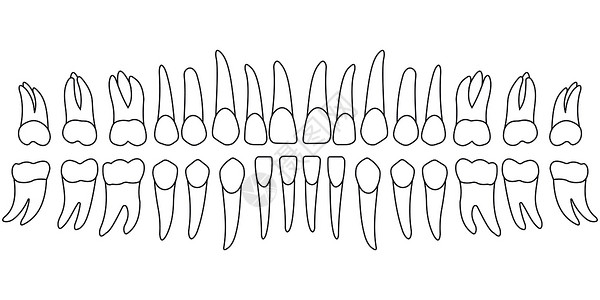 颚骨牙齿图表teet插画