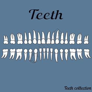 六大茶类人类牙齿口腔科矫正本质牙科门牙出牙期信息结盟骨科下颌插画