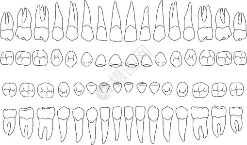 联齿类解剖学上正确的teet插画