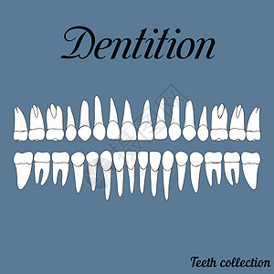 牙科口服教育颚骨牙列假牙犬类门牙牙医骨科磨牙插画